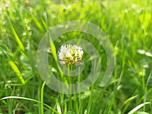 Trifolium repens, theÂ white clover (also known asÂ Dutch clover,Â Ladino clover, orÂ Ladino) photo